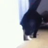 Kokoritos💖🐈 17
