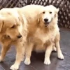 Animais para reagir 27