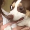 Dog memes 7