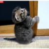 Kokoritos💖🐈 23