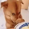 Dog memes 11