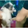 Memesitos animados para ti 8