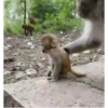 Monkey 🐒🐵 7