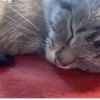 Kokoritos💖🐈 10