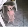 Deboche e memes 5