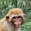 Deboche e memes 9