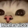 Gatitos con Frases 5