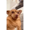 Cheddar Animated Pack 6