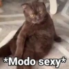 Gatitos con Frases 10