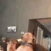 Reações de pets  5