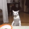 Animais para reagir 25