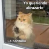 Gatitos con Frases 26