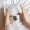 Dog memes 12