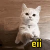 15 dos melhores memes! 13