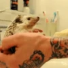 Animais para reagir 11
