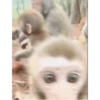 Monkey 🐒🐵 8