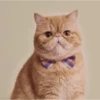 Kokoritos💖🐈 14
