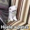 Gatitos con Frases 13
