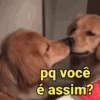 Memes pets 🥰 12