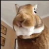 Animais para reagir 21