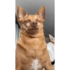 Cheddar Animated Pack 5
