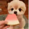 Funny dogs 13