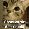 Gatitos con Frases 20