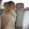 Funny dogs 14