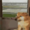 Dogesh 6