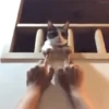 Kokoritos💖🐈 20