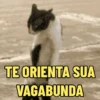 Memes pets 🥰 13