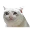 रोना 13