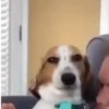 Funny dogs 11