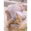 Monkey 🐒🐵 6