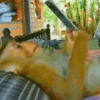Funny Animals 12