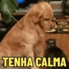 Memes pets 🥰 8