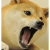 Funny doge 12