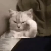 Funny Animals 12