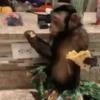 Macacos animados 14