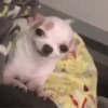Só doguinhos  7
