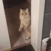 Animados para enviar 19 12