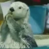 Funny Animals 6