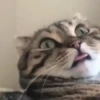 Gatinhos fofos 9