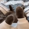 Tiernos Animados 9