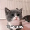 Memes v2 15