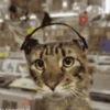 Funny Animals 17