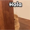 😳 Gato Vergonzoso 🙈 5