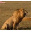 Animated animals 5