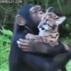 Macacos animados 20