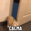 Animadas 6